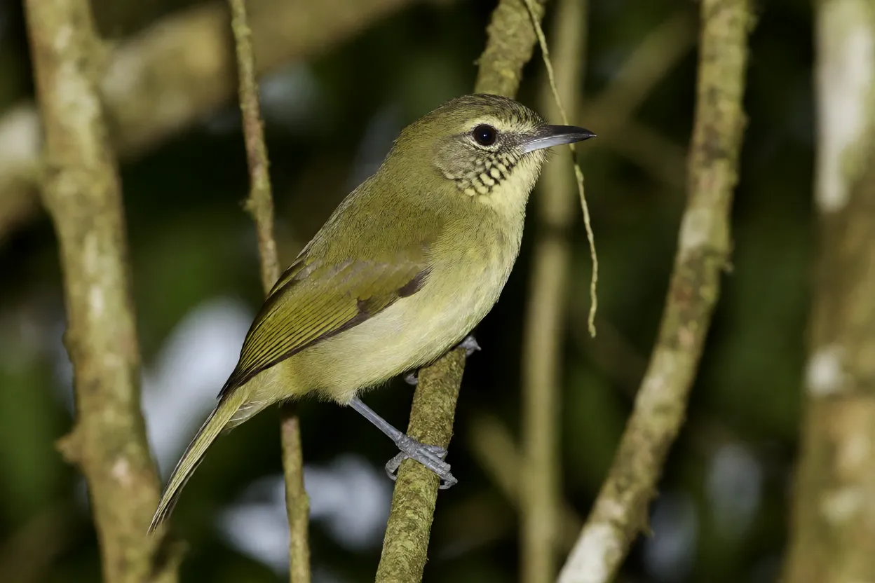 Borboletinha-do-mato empoleirada em galho fino na Mata Atlântica