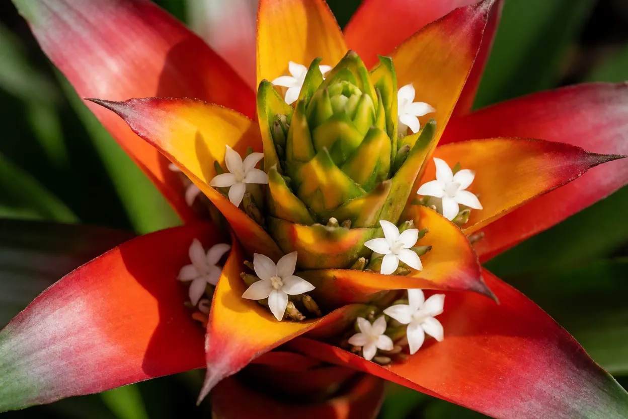 Bromélia-guzmânia: cores, características, floração e cuidados essenciais Inflorescência colorida de Guzmania em detalhe mostrando brácteas e flores pequenas