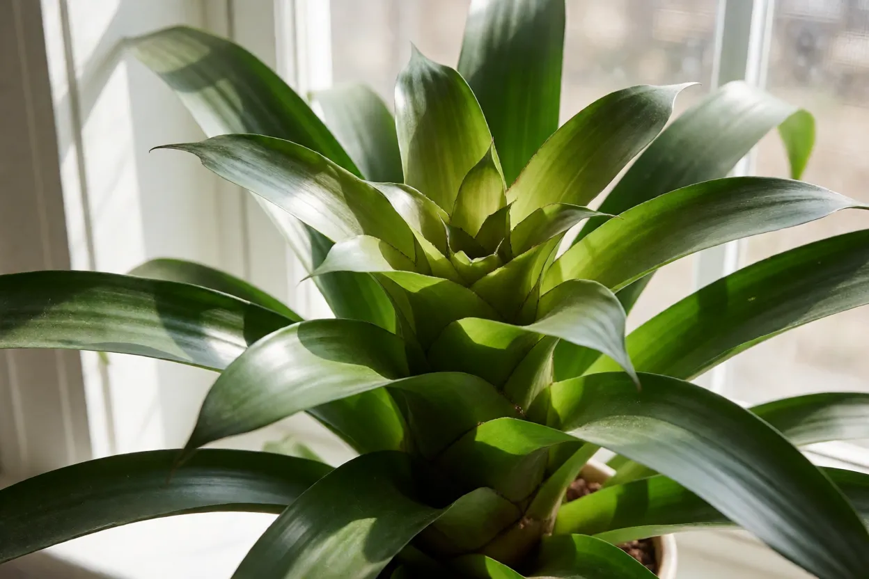 Bromélia-guzmânia: cores, características, floração e cuidados essenciais Guzmania posicionada perto de janela com luz filtrada