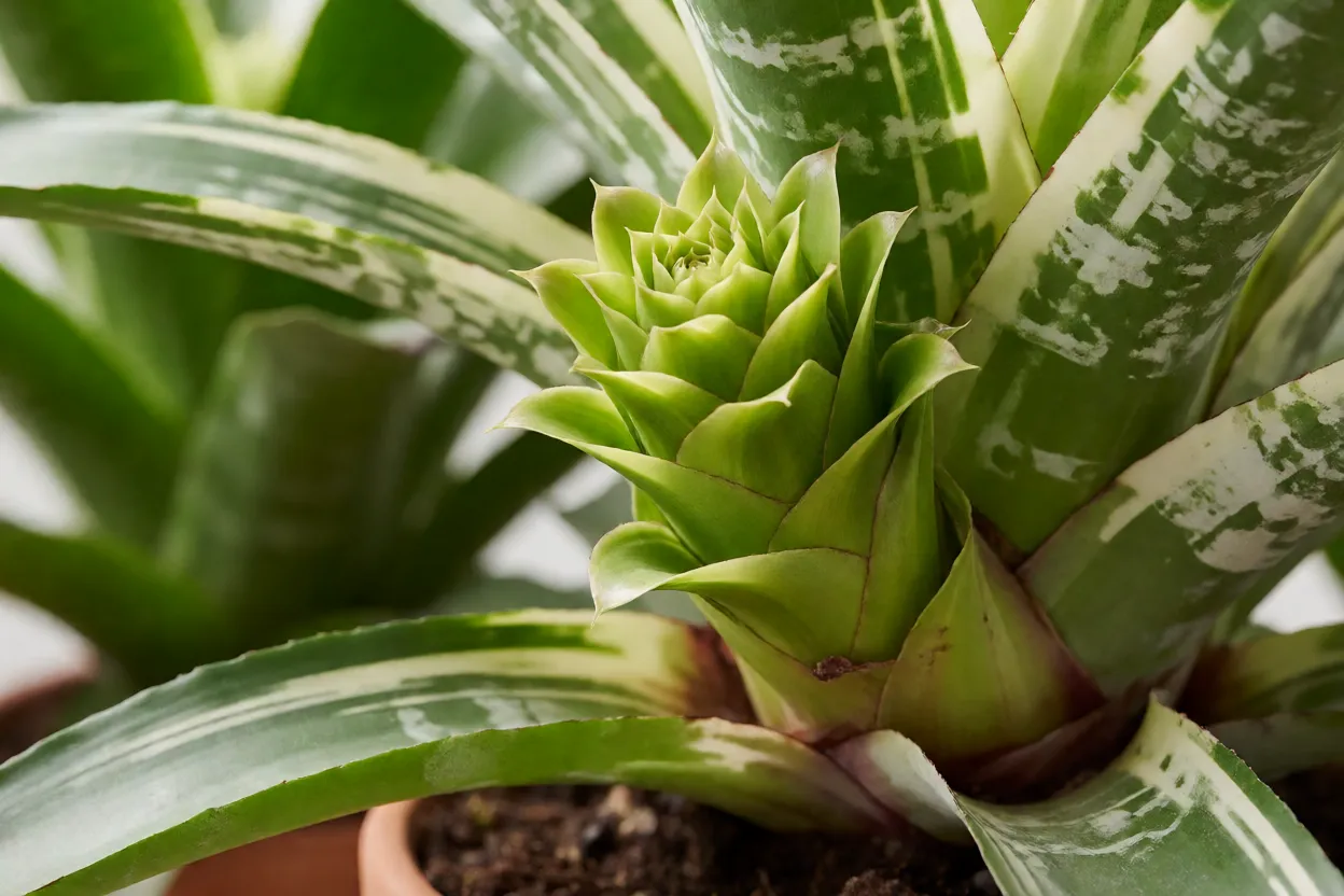 Filhote de brom&eacute;lia-imperial ao lado da planta-m&atilde;e