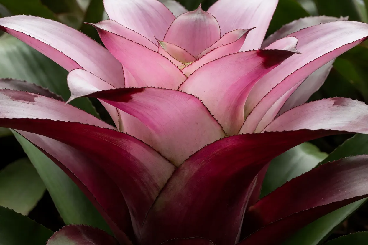 Folhas prateadas com verso vinho da brom&eacute;lia-imperial Rubra