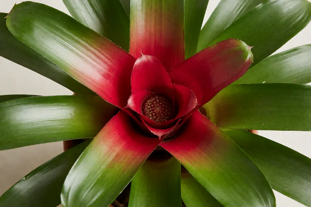 Bromélia-neoregelia: tipos, cores, características e cuidados com a planta Neoregelia com roseta aberta e centro vermelho vivo