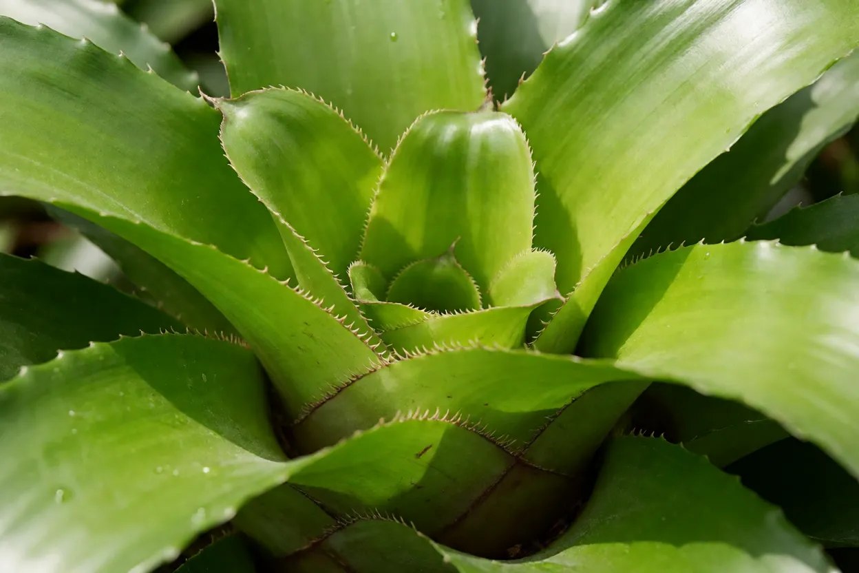 Bromélia-neoregelia: tipos, cores, características e cuidados com a planta Detalhe da copa central e das folhas com espinhos finos da neoregelia