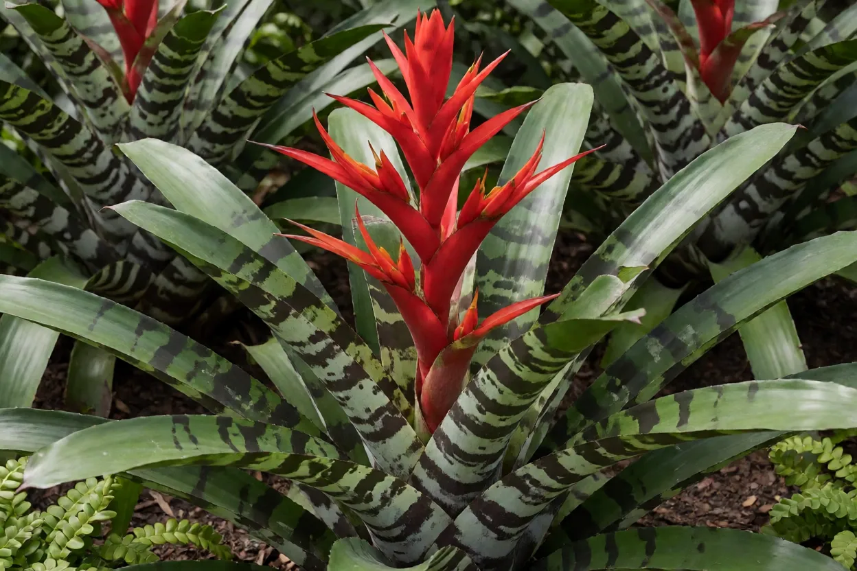 Bromélia-vriésia: variedades, características das folhas e como cultivar