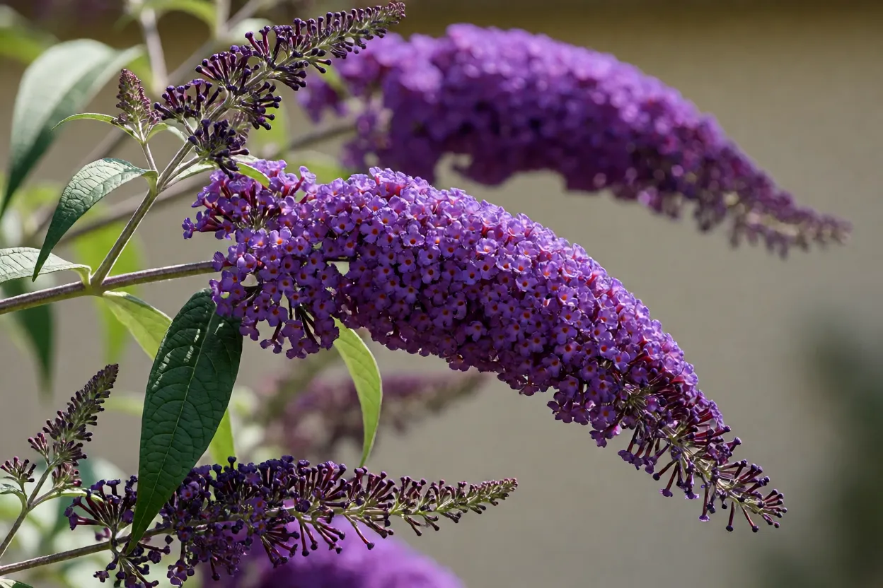 Arbusto de Buddleia davidii em flor com pan&iacute;culas roxas e borboletas