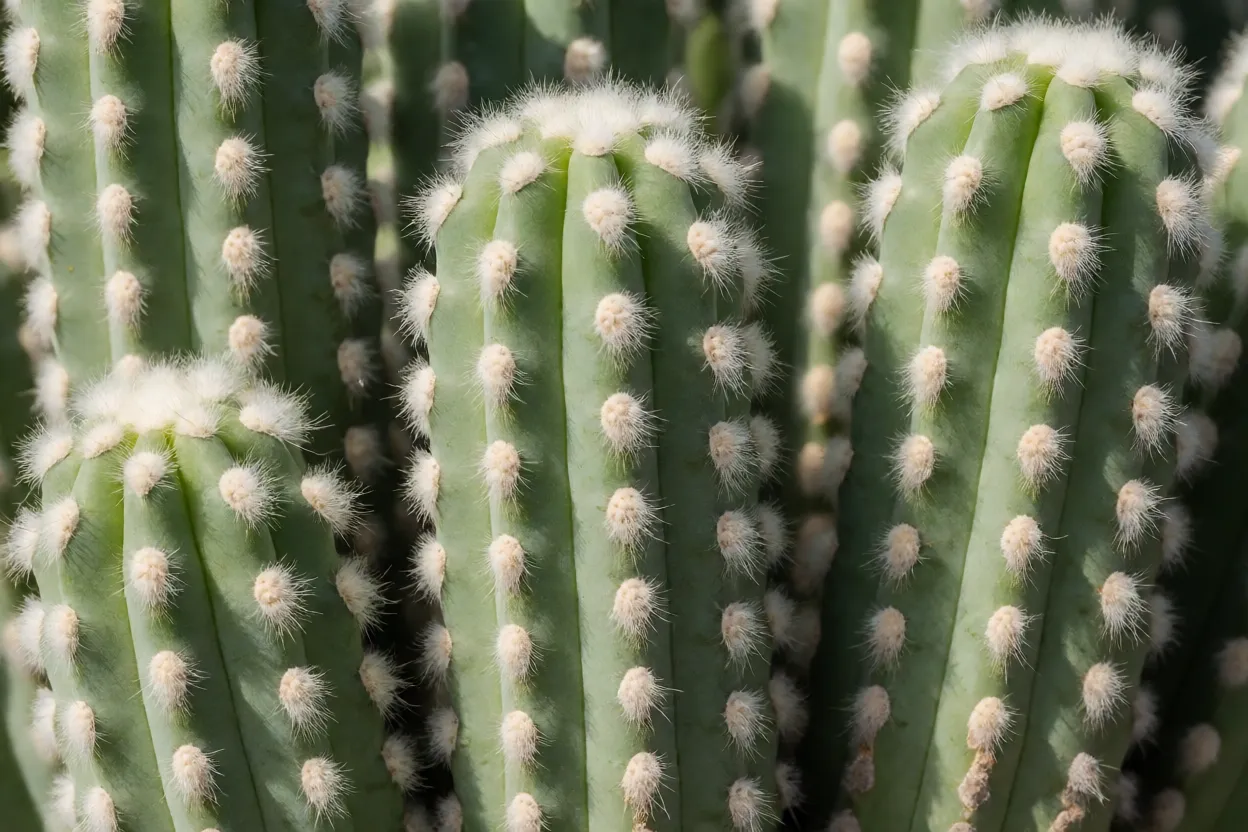 Detalhe dos caules do cacto-amendoim com costelas e cerdas brancas macias