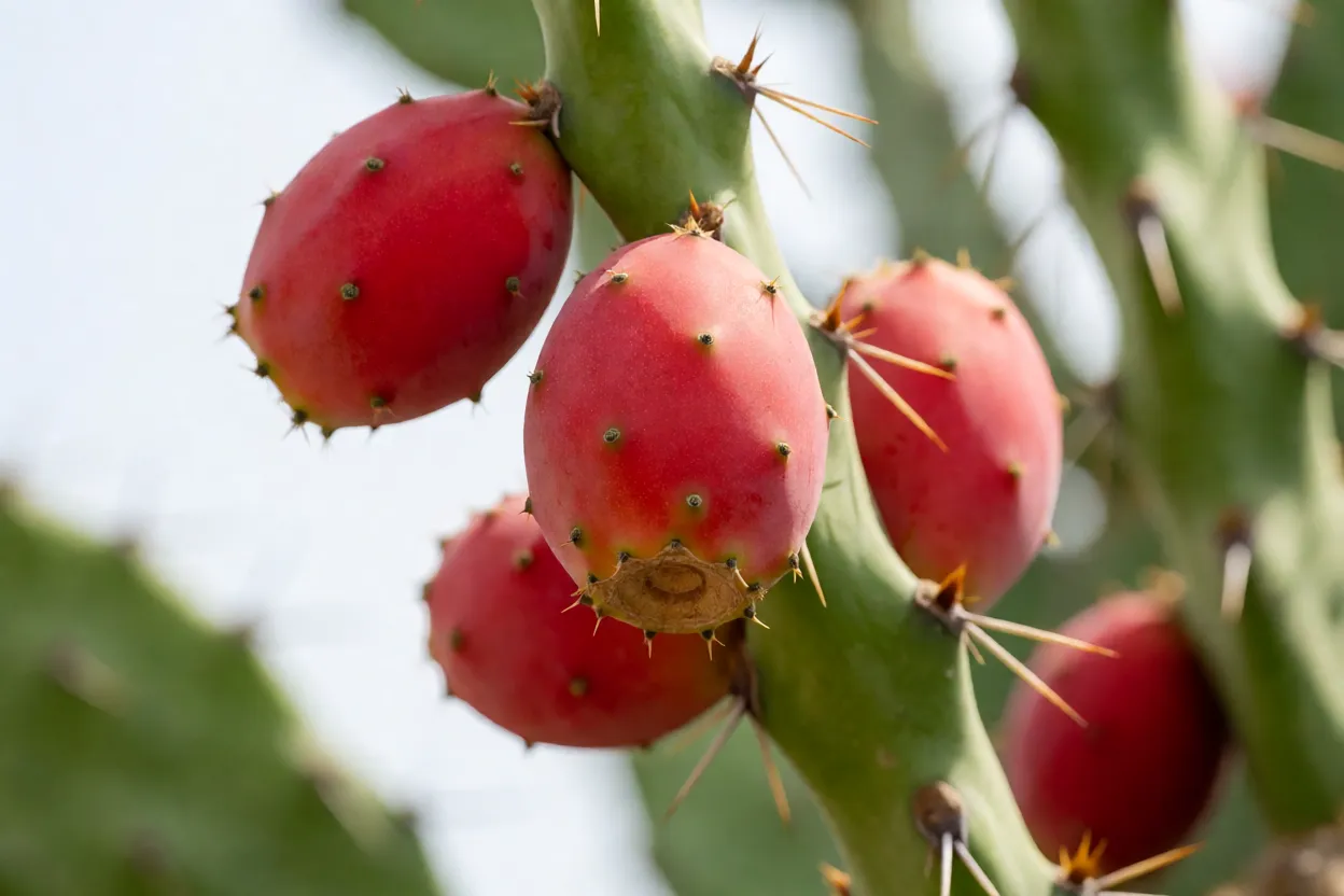 Frutos vermelhos do cacto-triangular nos ramos