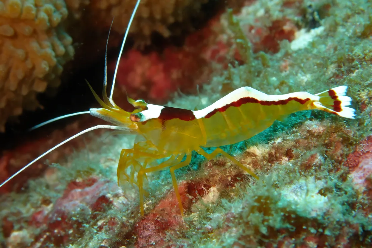 Camarão-limpador Lysmata amboinensis de corpo inteiro sobre coral