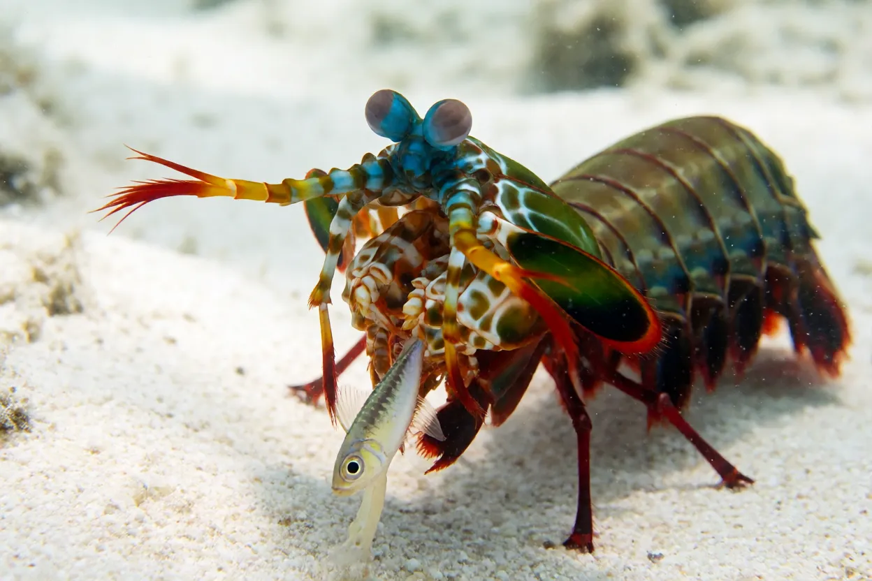 Camarão-mantis perfurador caçando peixe no fundo arenoso