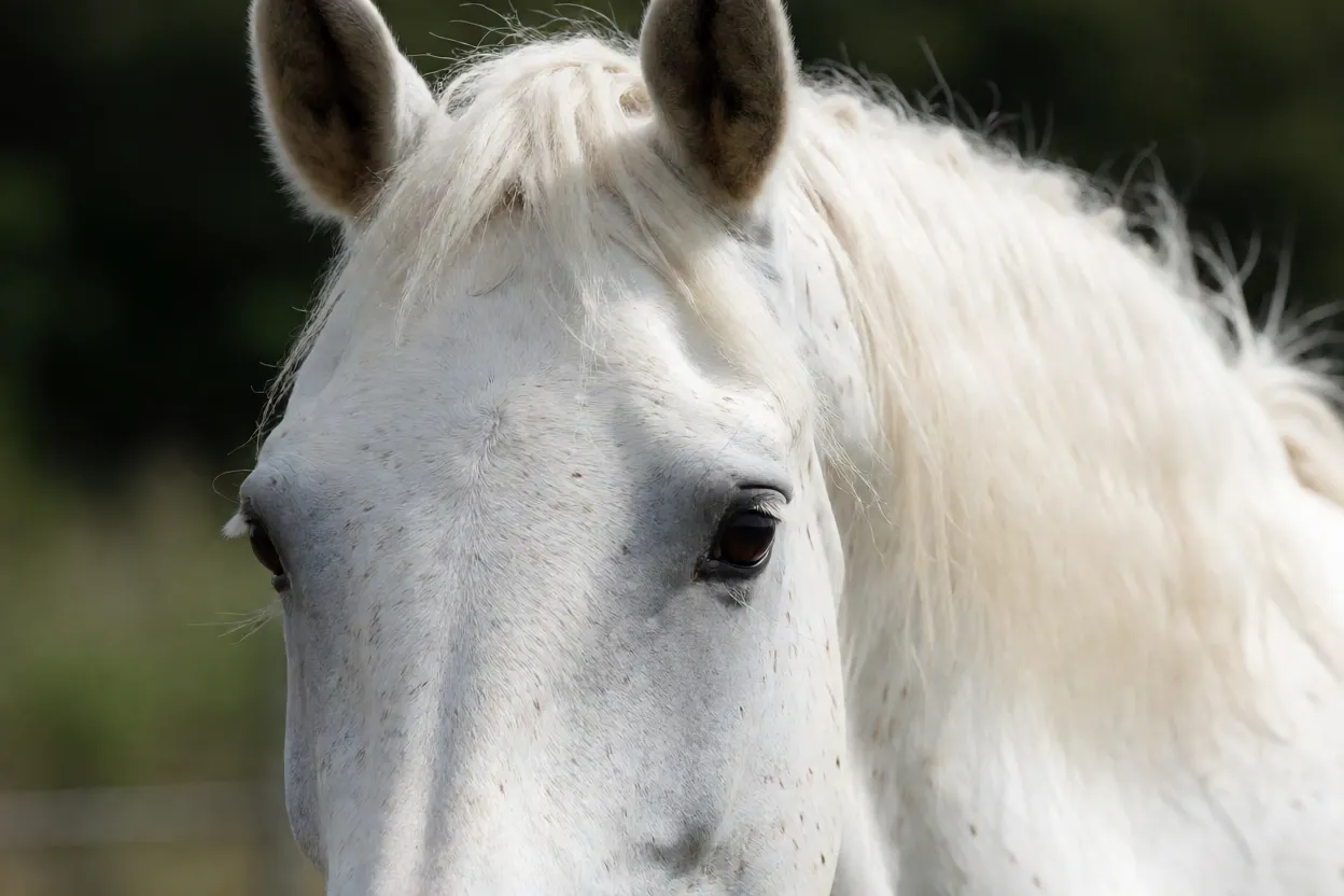Retrato da cabeça de cavalo Camarguês branco