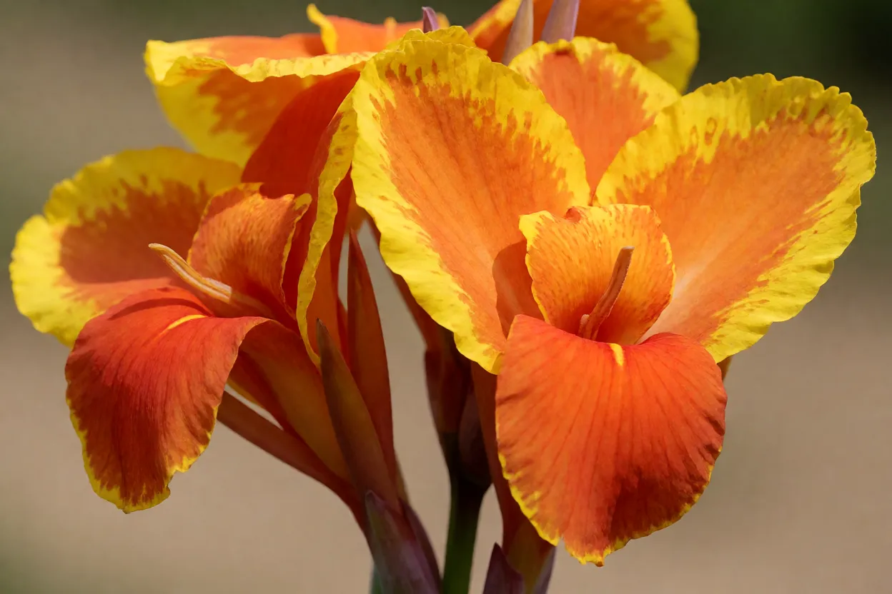 Close-up das flores da Cana-da-índia em tons de laranja e amarelo