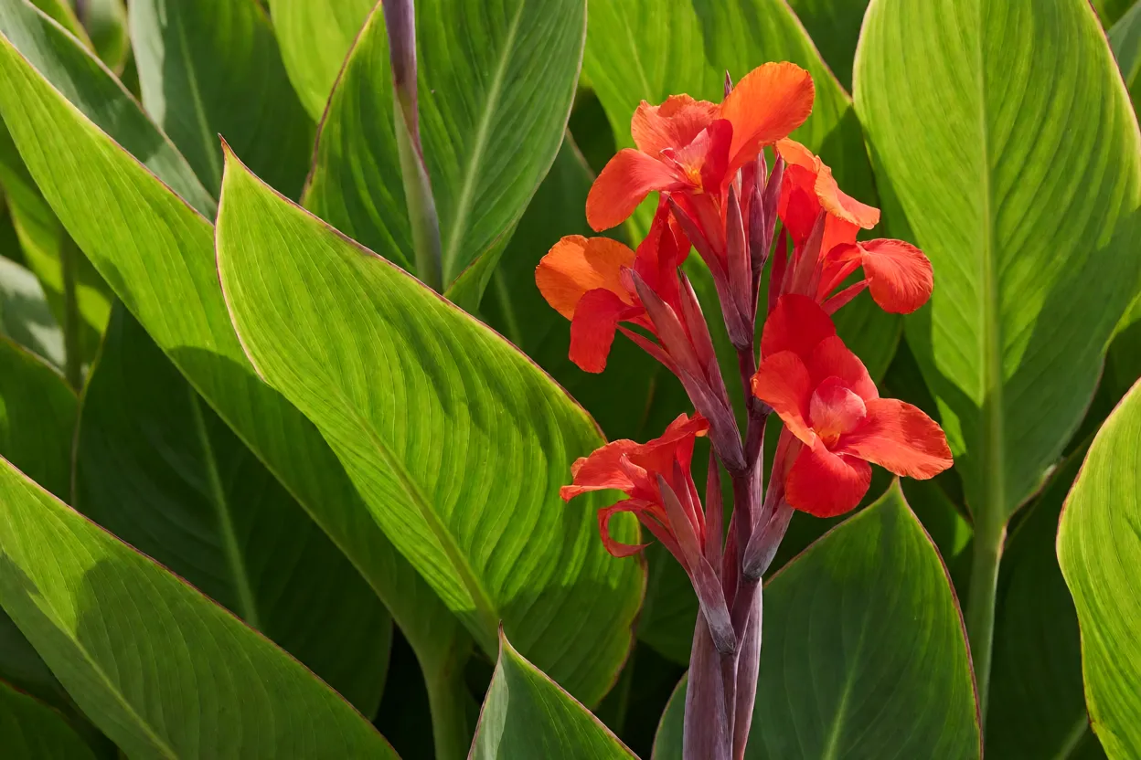 Detalhe das folhas e flores da cana-da-&iacute;ndia