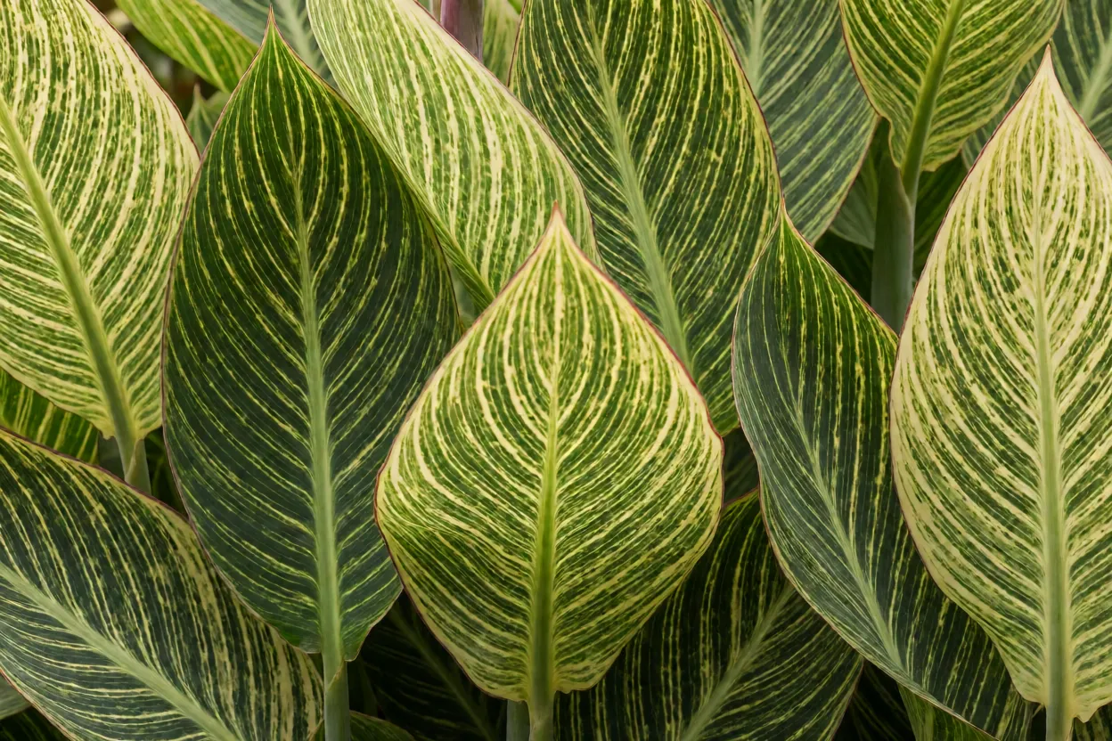 Folhas variegadas bronze e verde da cana-da-&iacute;ndia