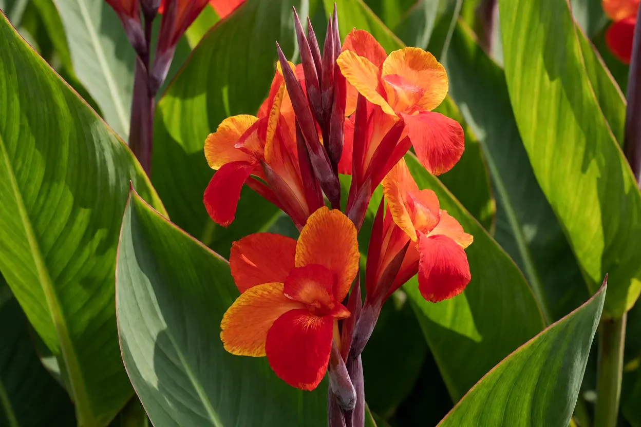 Cana-da-índia: tipos, cores das flores, características e cuidados