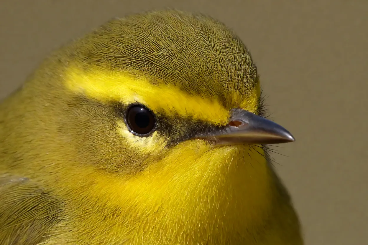 Retrato em close da cabeça do Canário-do-mato mostrando supercílio amarelo