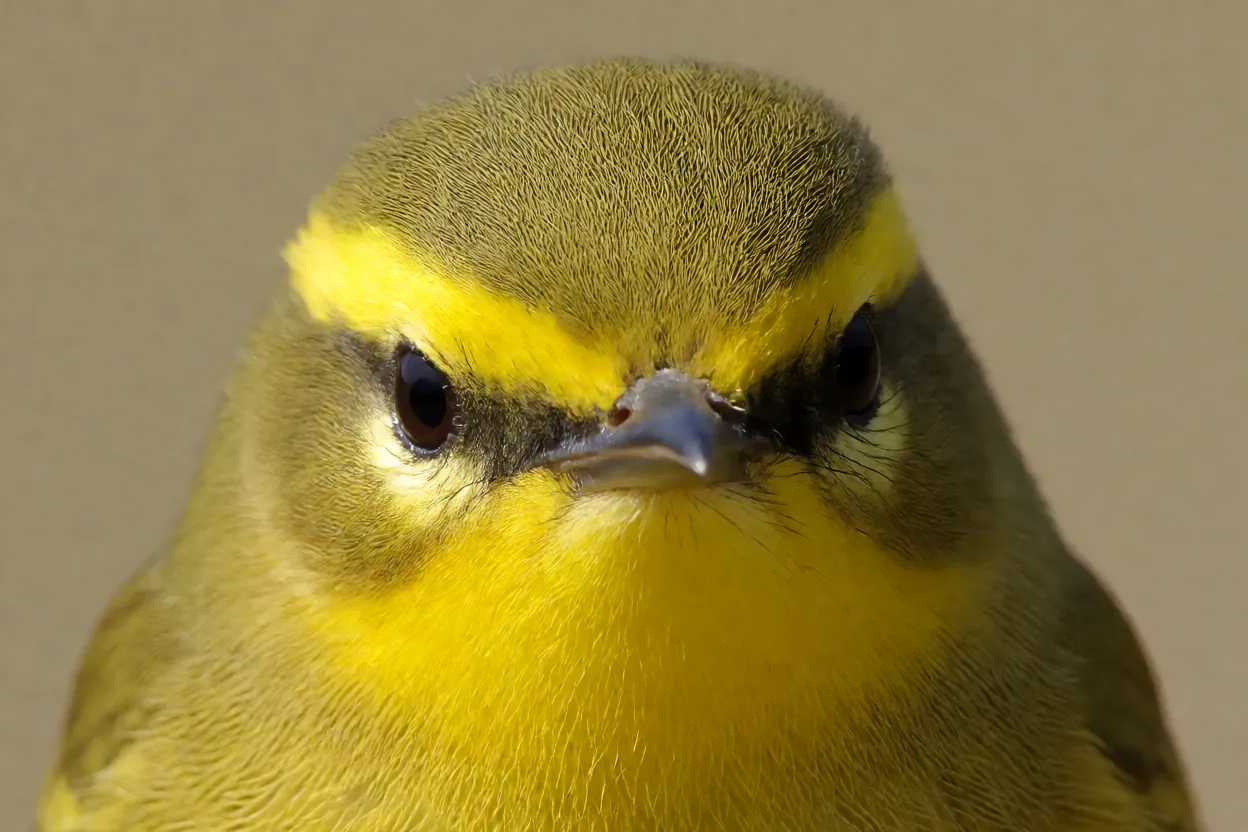 Retrato em close da cabeça do Canário-do-mato mostrando supercílio amarelo