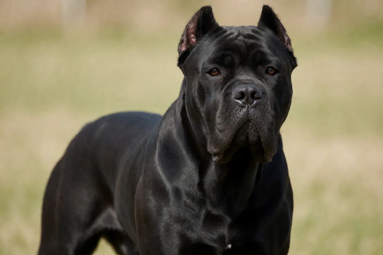 Cane Corso adulto de pelagem preta em p&eacute;, postura firme e olhar atento
