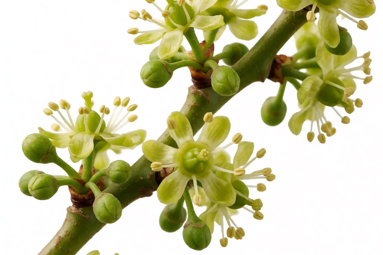 Caquizeiro: variedades de caqui, poda, cultivo e cuidados com a árvore Flores e frutos jovens de caquizeiro na primavera