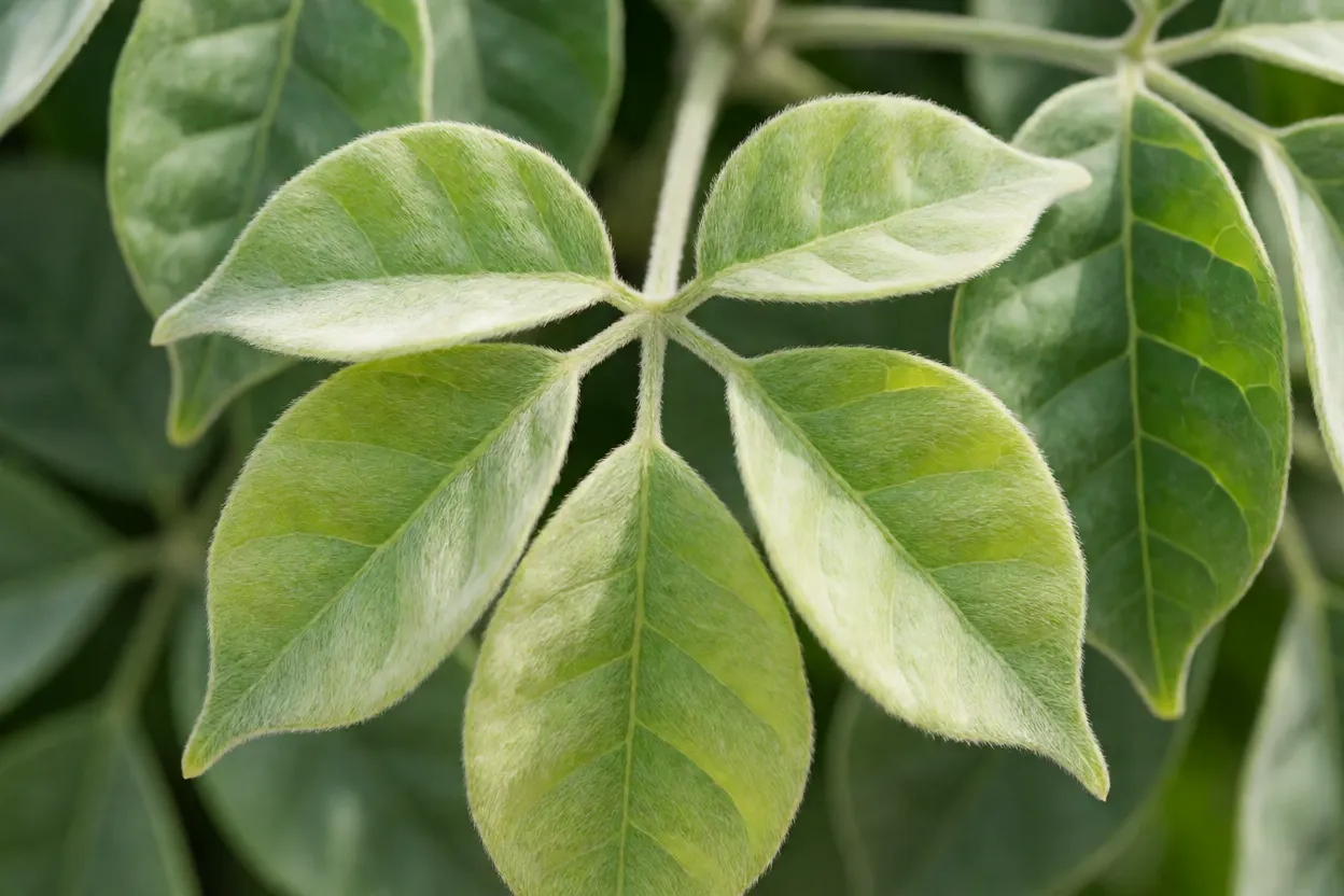 Folhas compostas da caramboleira com folíolos verde-claros