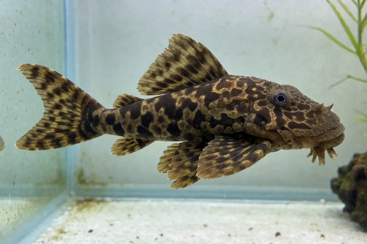 Cascudo-ancistrus marrom malhado visto de lado no aquário