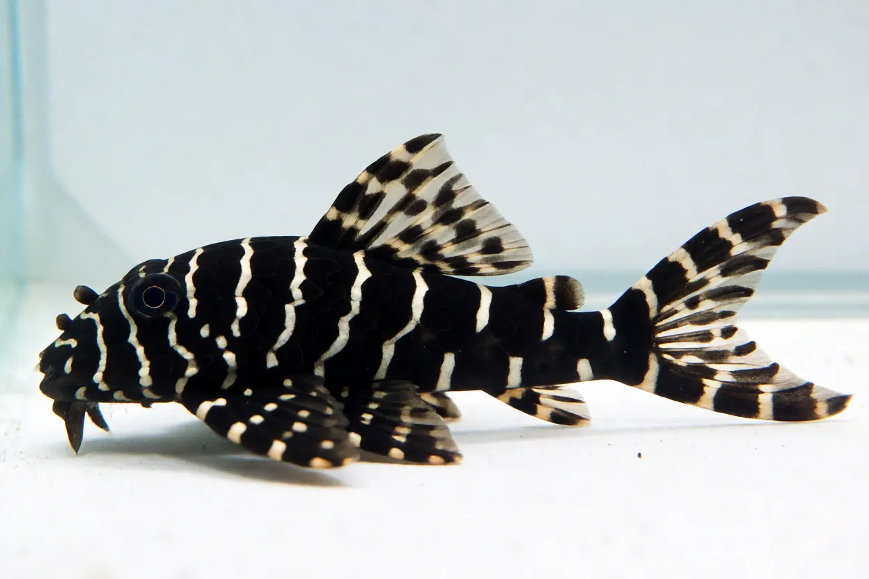 Cascudo-zebra Hypancistrus zebra de lado mostrando listras pretas e brancas em zigue-zague