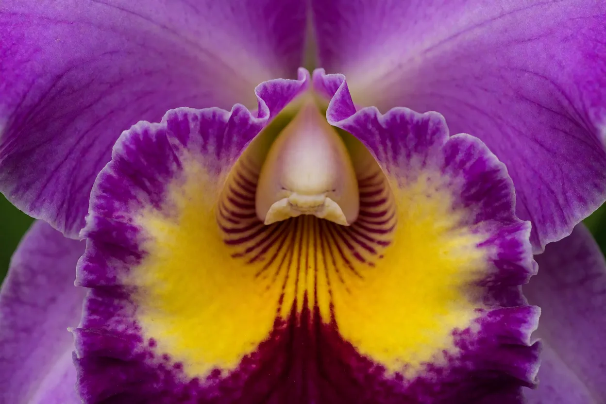 Close-up da flor da Catléia roxa com garganta amarela