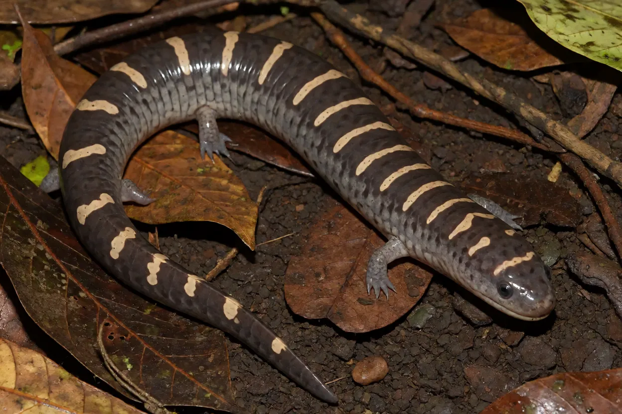 Cecília adulta Siphonops annulatus de corpo alongado e anelado sobre folhiço úmido