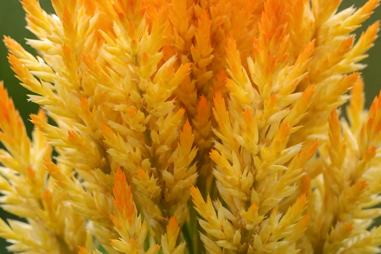Close-up da flor em pluma da celósia em tons amarelo e laranja