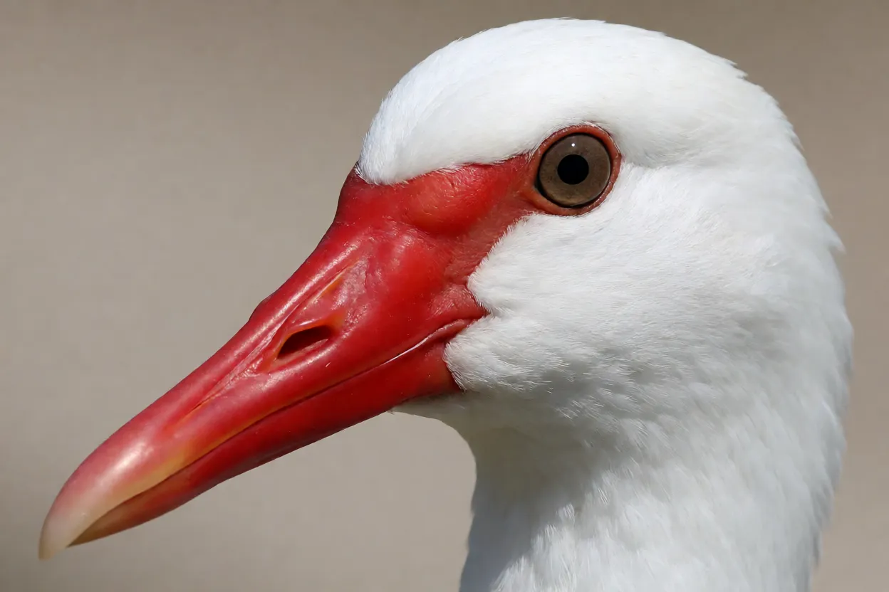 Retrato da cabeça do cisne-branco mostrando bico vermelho