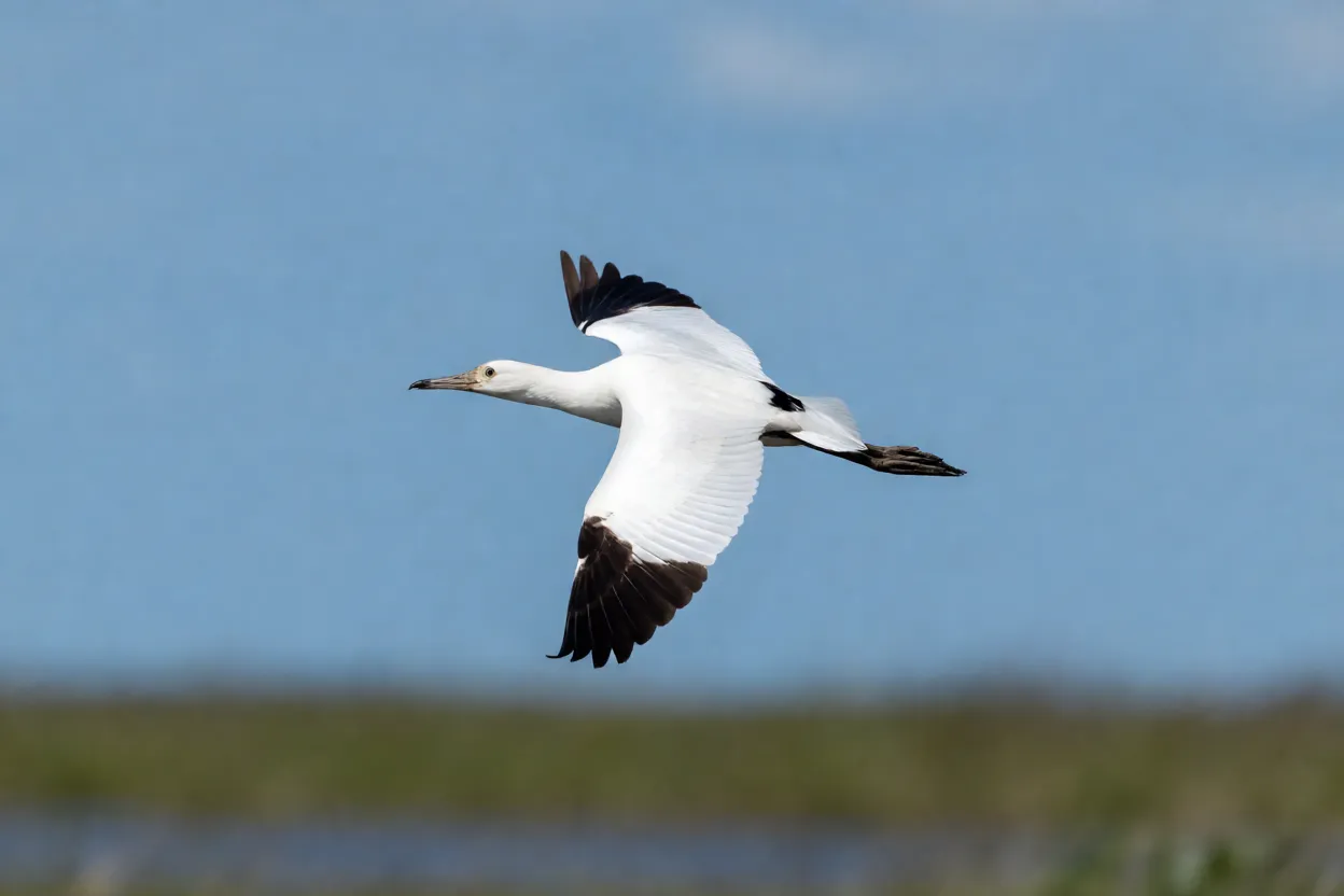 Cisne-branco em voo com pontas pretas das asas visíveis