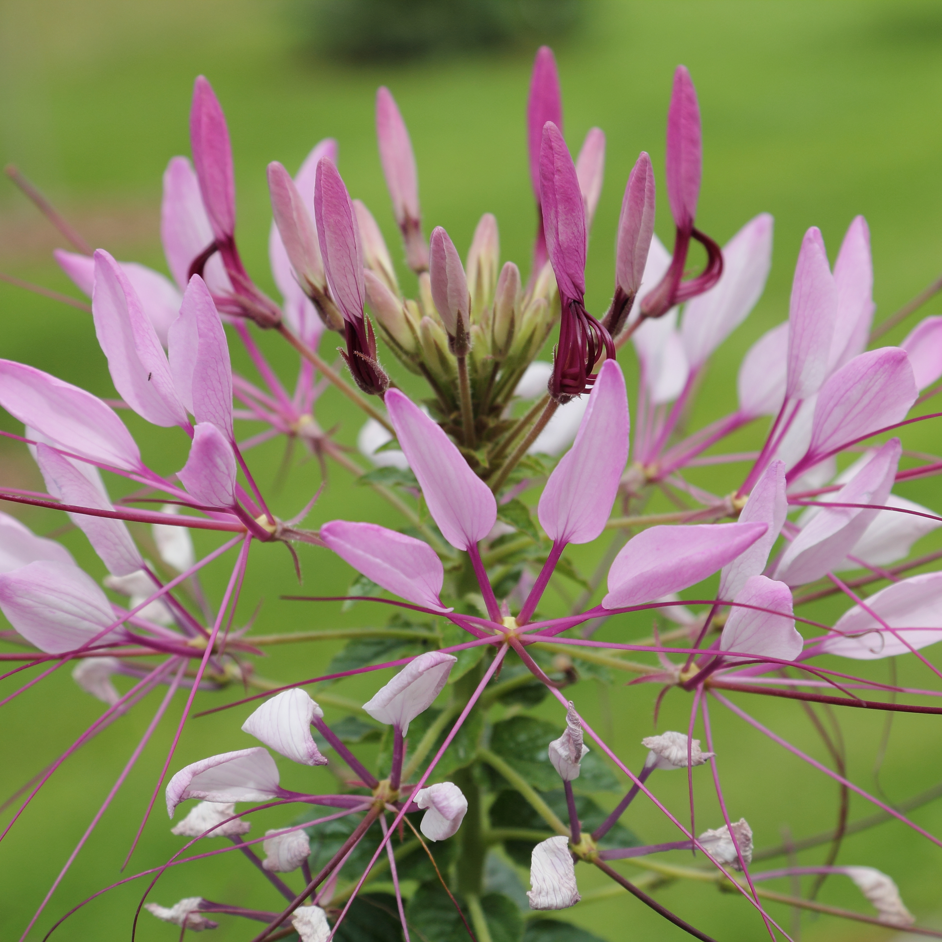 Cleome cultivada em jardim