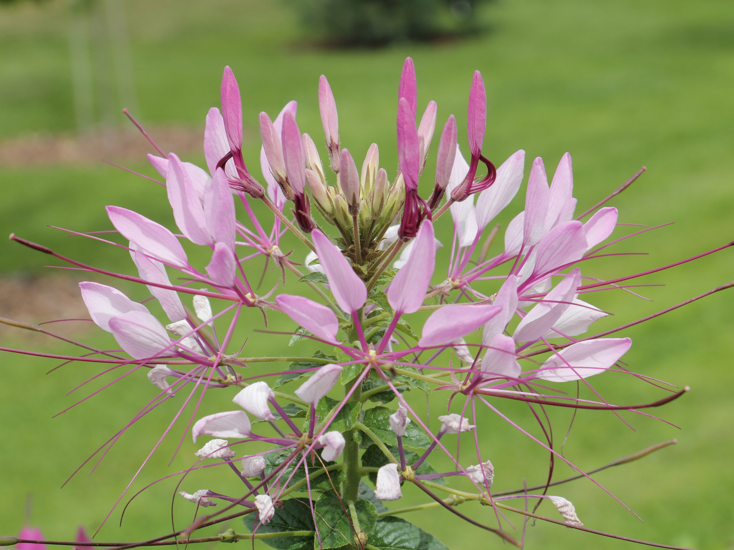 Cleome em crescimento