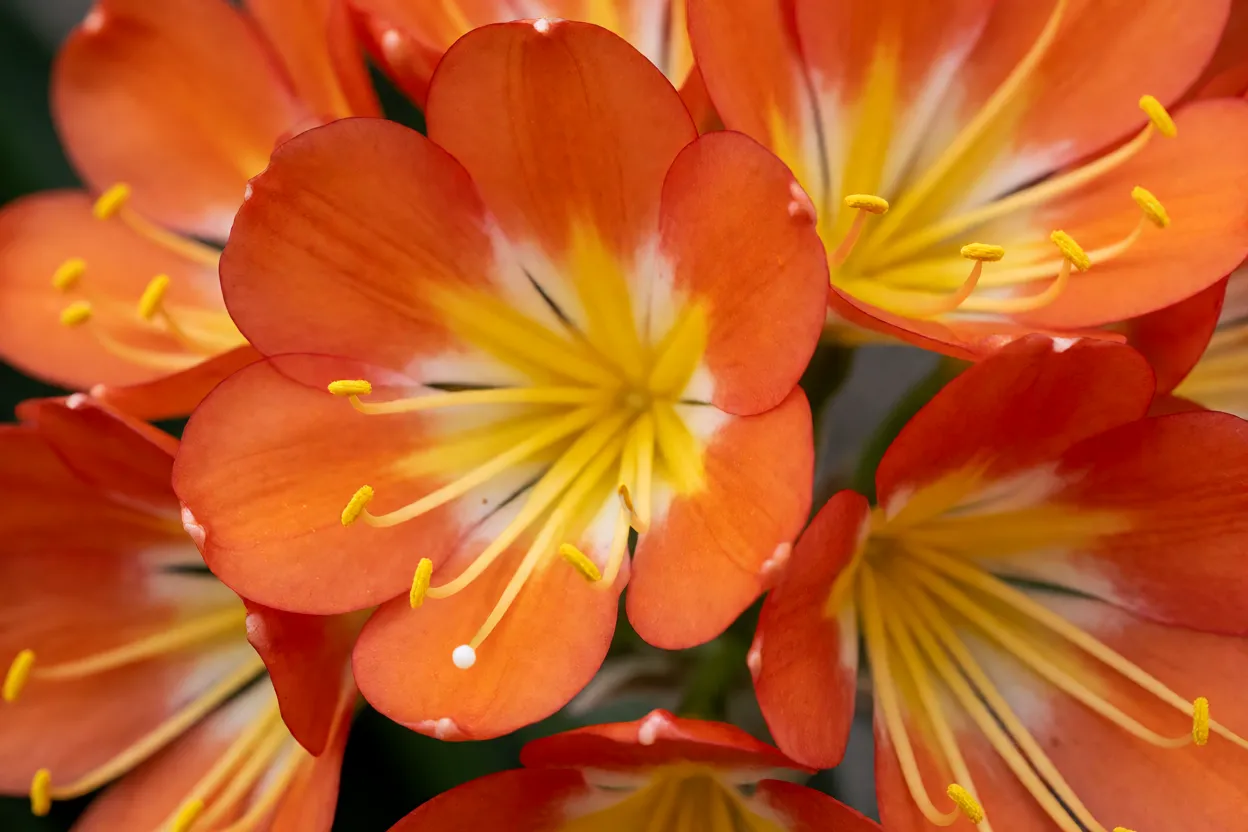 Close-up das flores laranja da clívia com centro amarelo