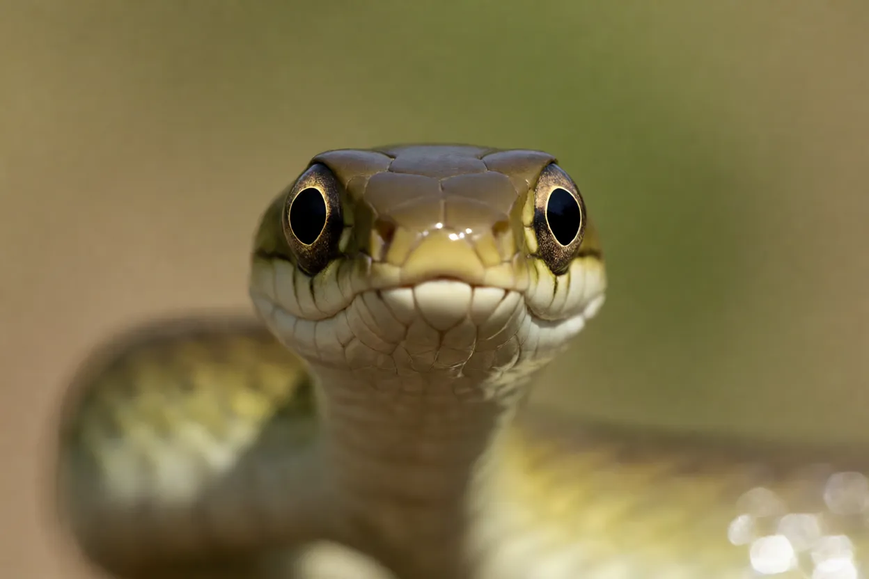 Cabeça da cobra-chicote em close mostrando olhos grandes e pupila redonda