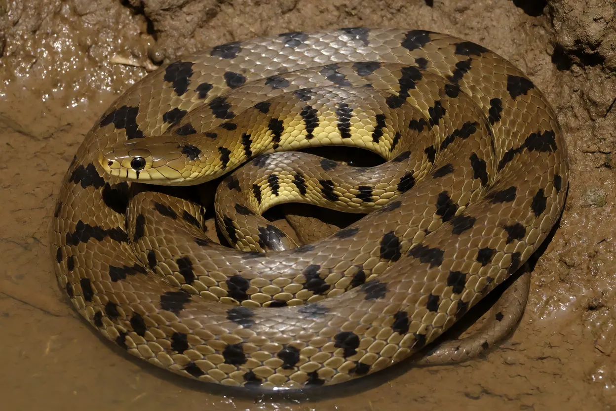 Cobra-d’água adulta Erythrolamprus miliaris enrolada na margem lamacenta de rio