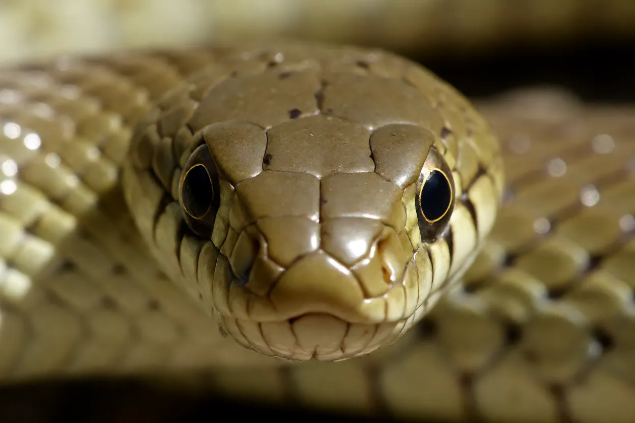 Close da cabeça da Cobra-de-Esculápio mostrando cabeça estreita e pupila redonda
