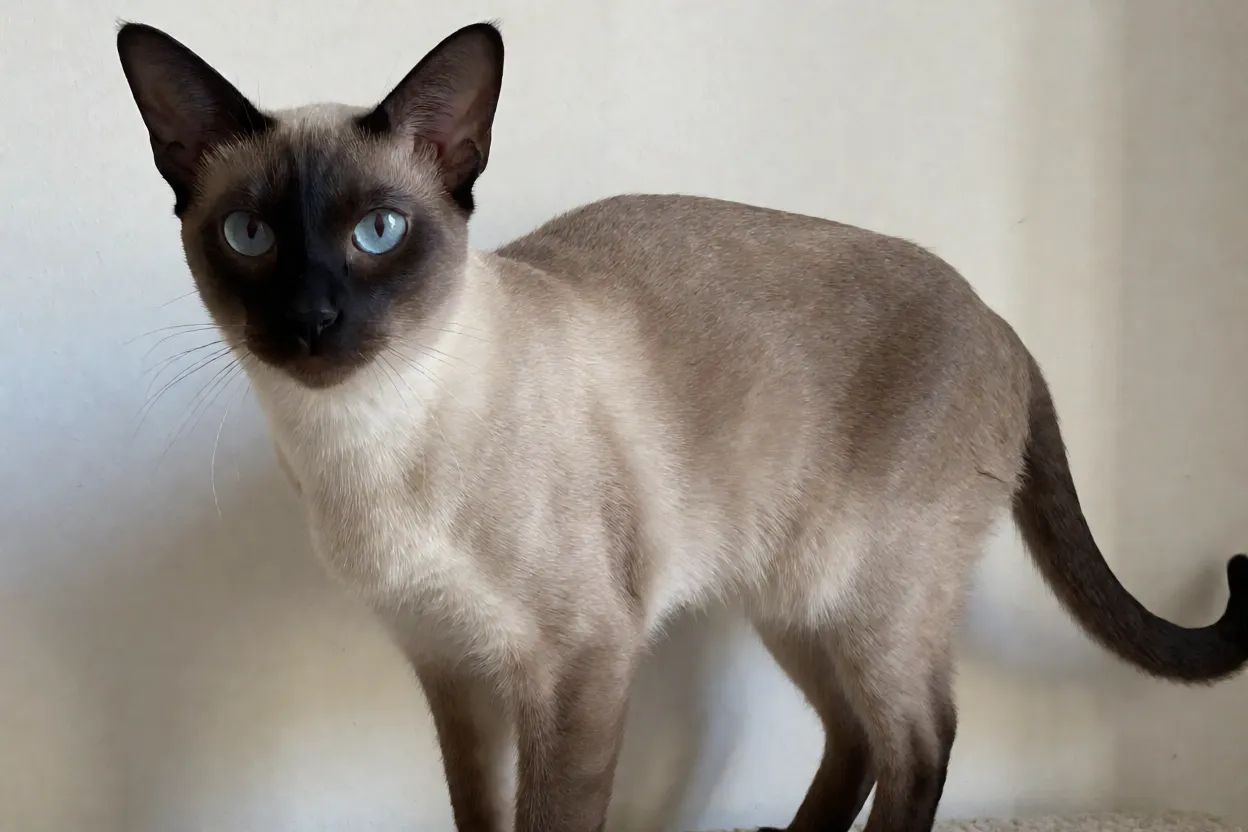 Gato Colorpoint de Pelo Curto adulto de corpo inteiro com padrão seal lynx point e olhos azuis