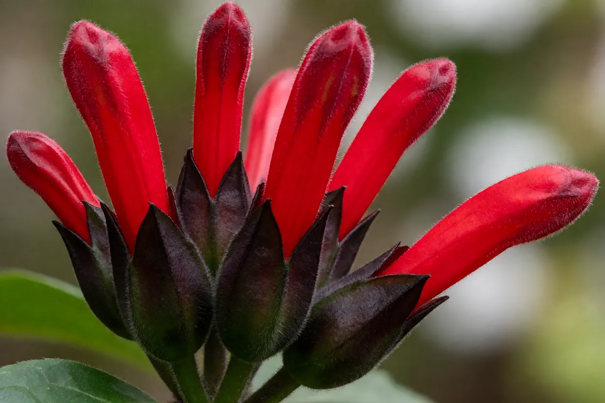 Columéia-batom: características, floração e como cultivar a planta Flores tubulares vermelhas da planta-batom em detalhe