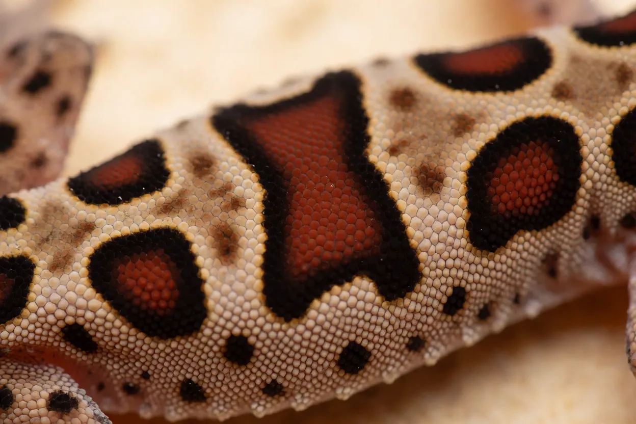 Detalhe das escamas e padrão de manchas da comboia