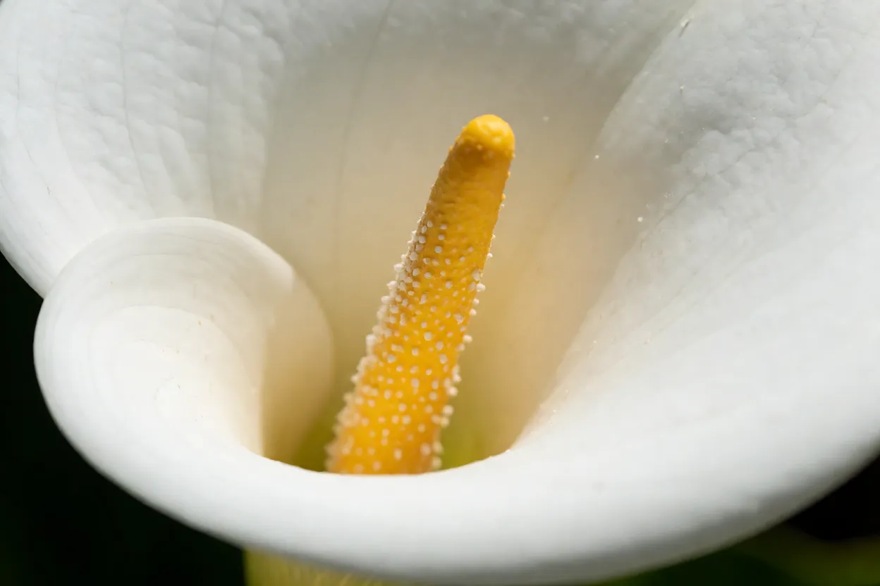 Detalhe da espata branca e do esp&aacute;dice amarelo do copo-de-leite