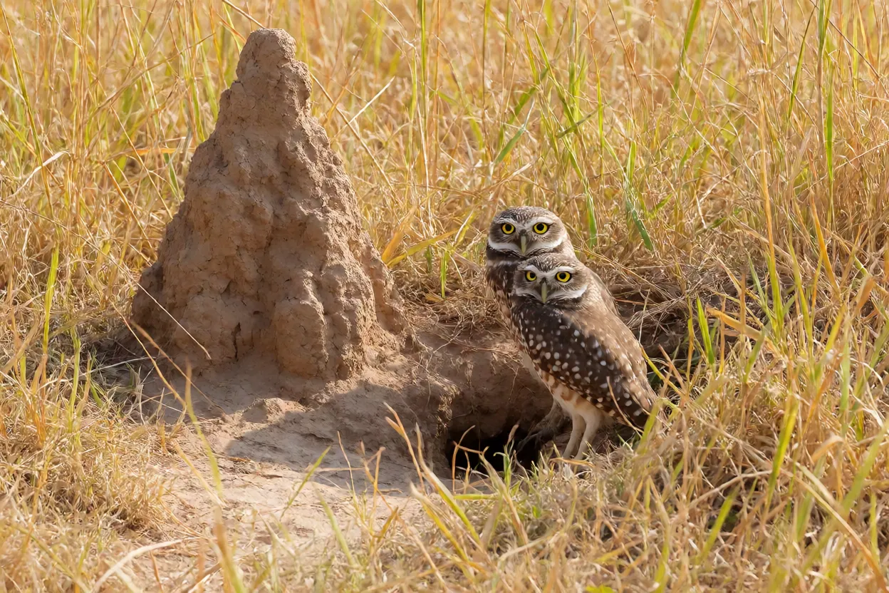 Casal de coruja-buraqueira no habitat de cerrado