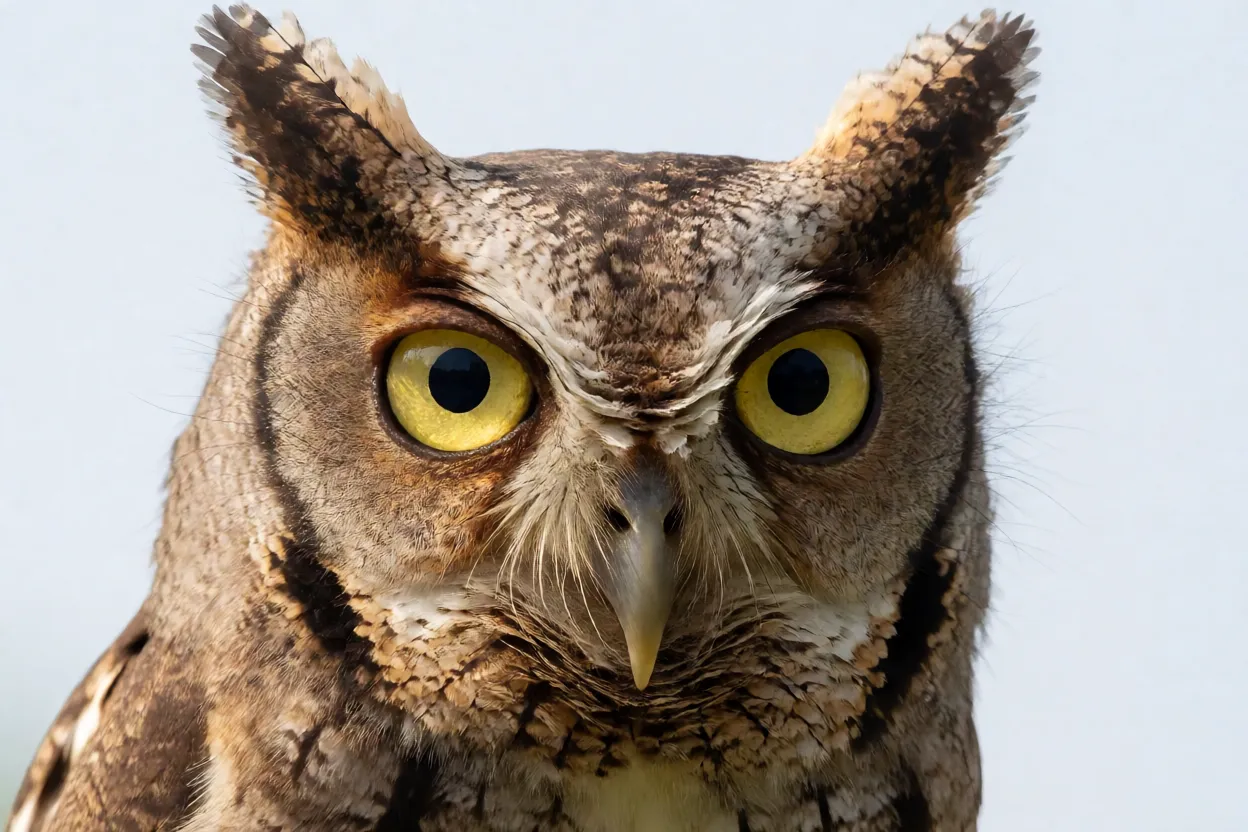 Retrato em close da cabeça da corujinha-do-mato com olhos amarelos