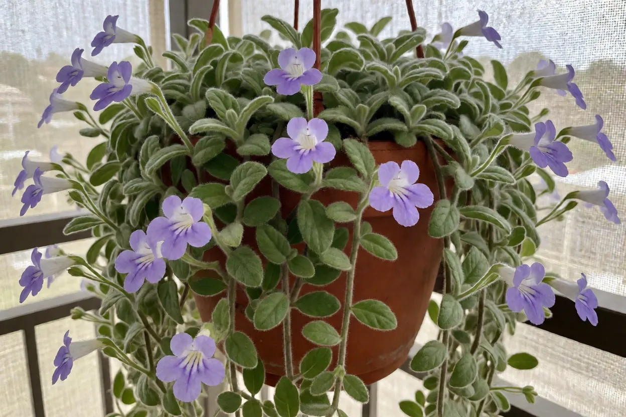 Corujinha-do-sul Corujinha-do-sul pendente em vaso de barro com flores lilás e garganta branca