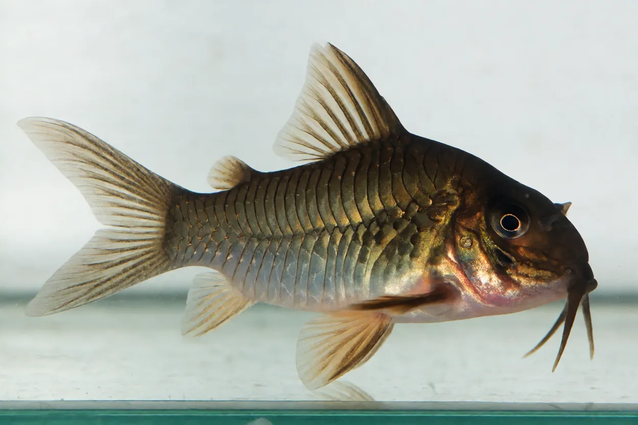 Corydora-bronze de perfil mostrando corpo acobreado e placas ósseas