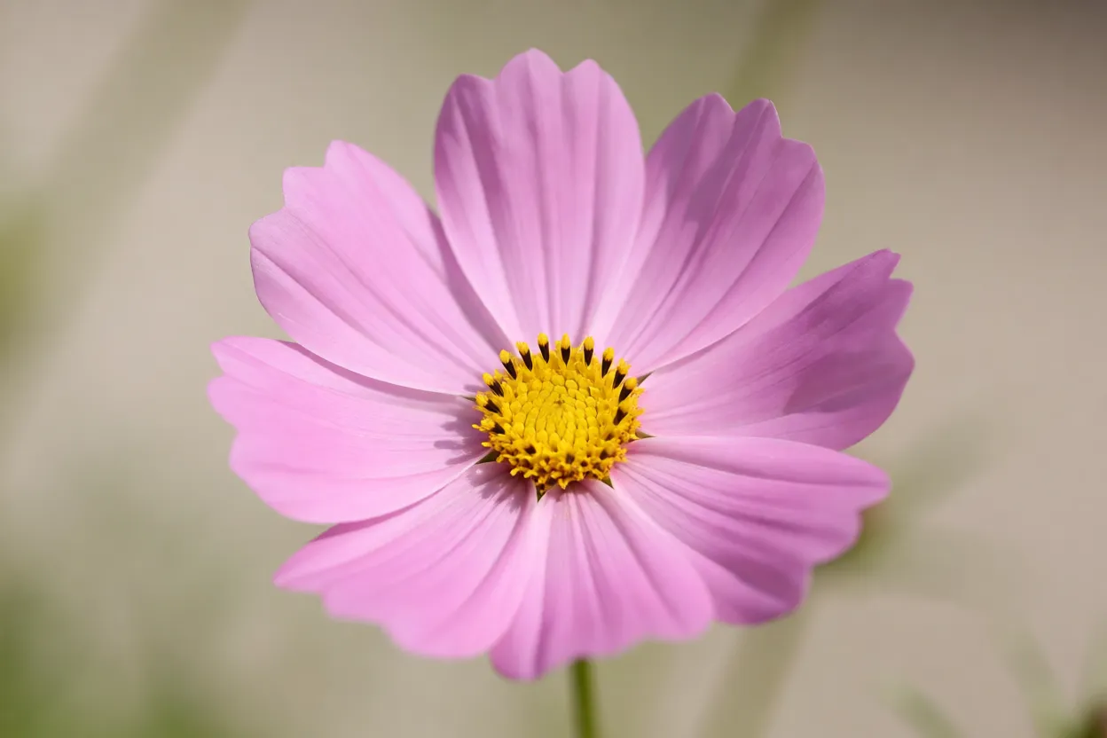 Close-up de flor de cosmos rosa com centro amarelo
