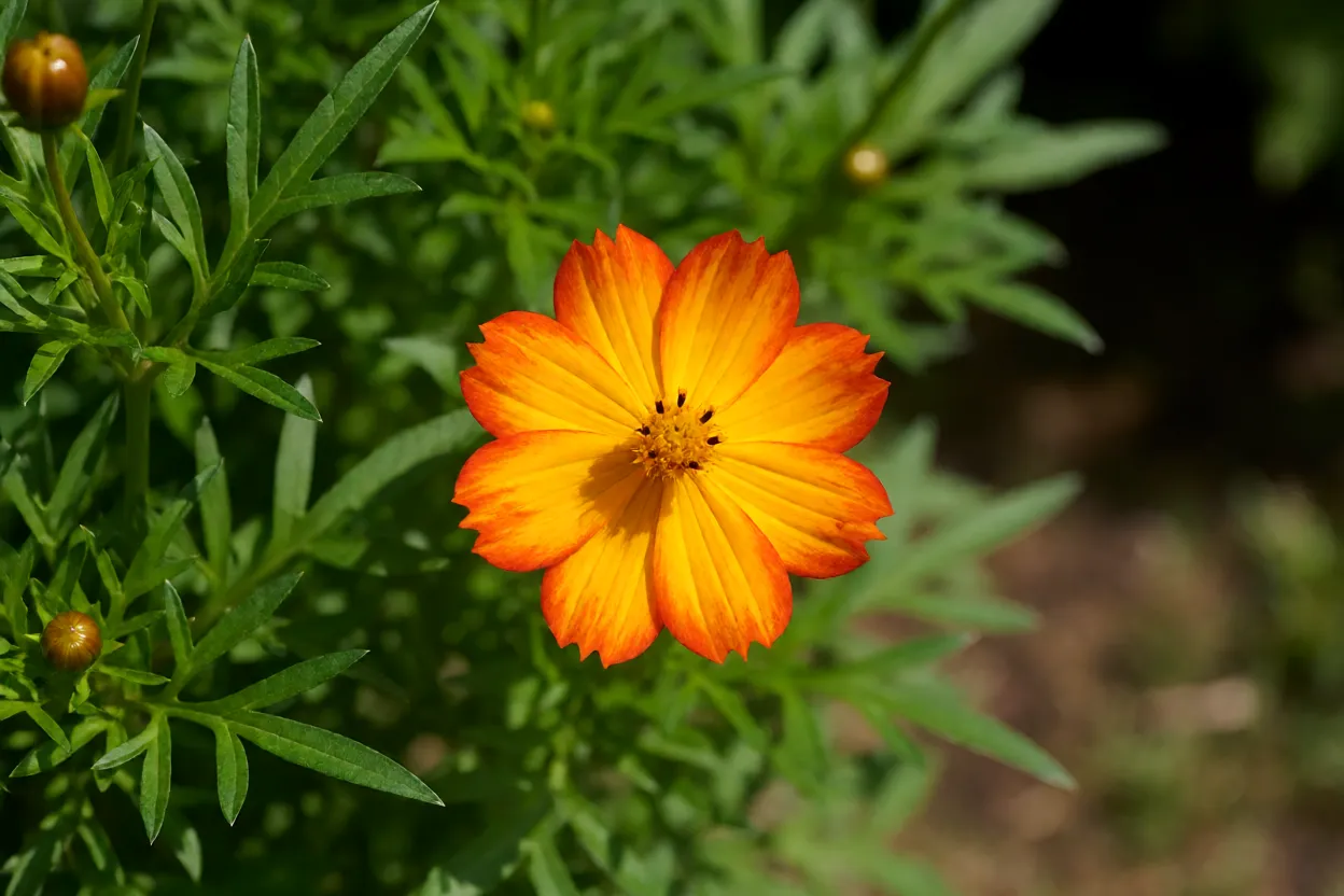 Cosmos sulphureus com flores laranja e amarelas em jardim
