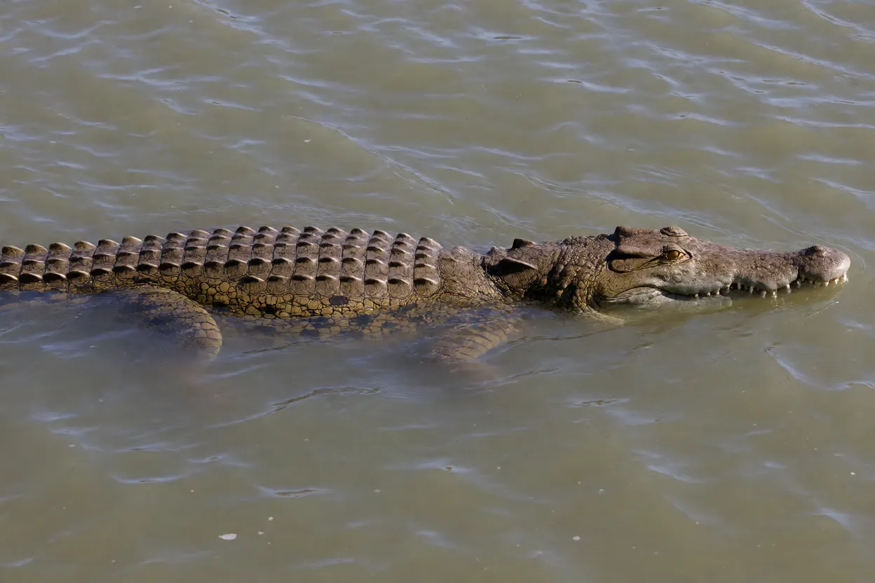 Crocodilo-de-água-salgada nadando em estuário com corpo inteiro visível