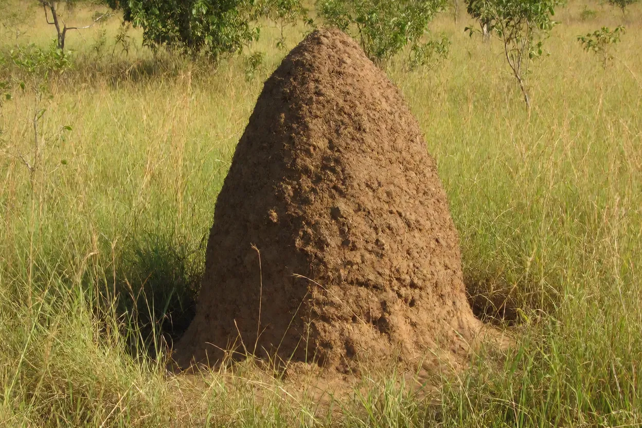 Cupinzeiro de Cornitermes no Cerrado brasileiro