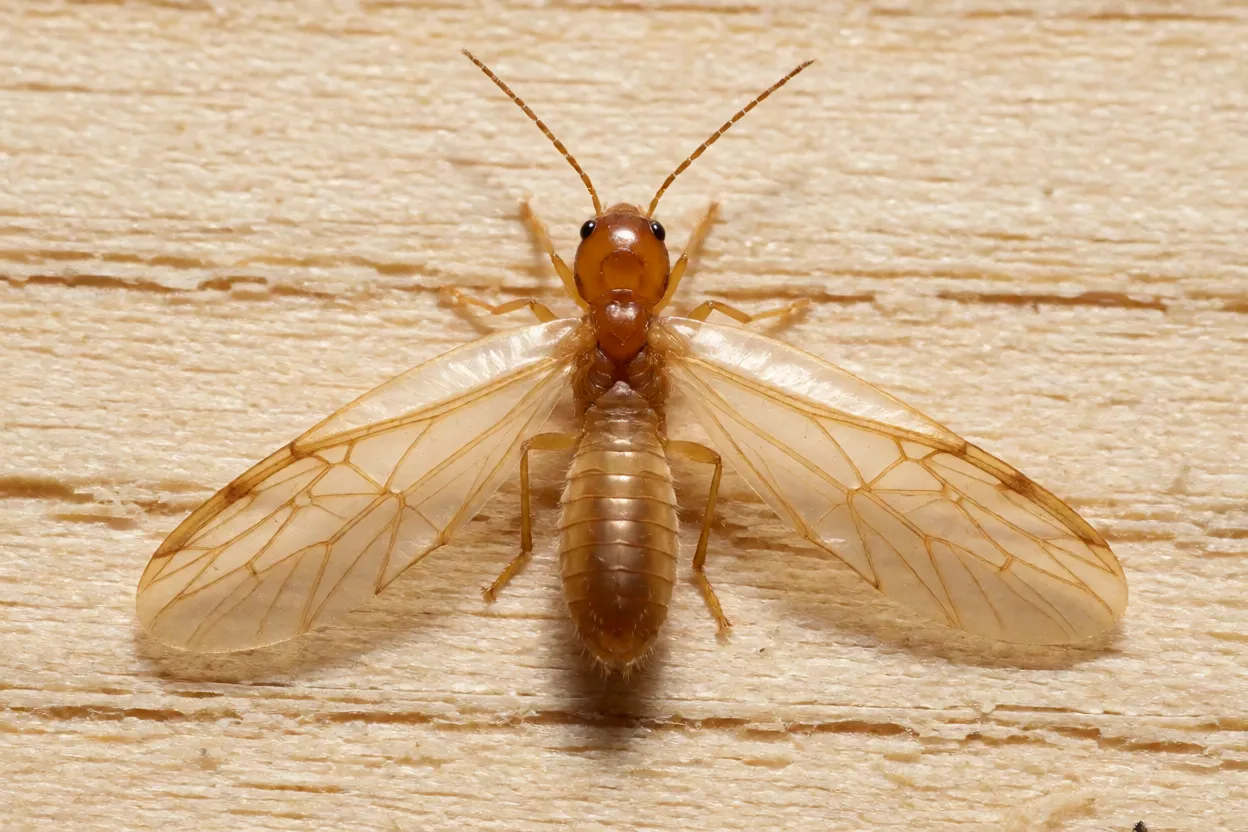 Cupim-de-madeira-seca alado com asas translúcidas em close macro