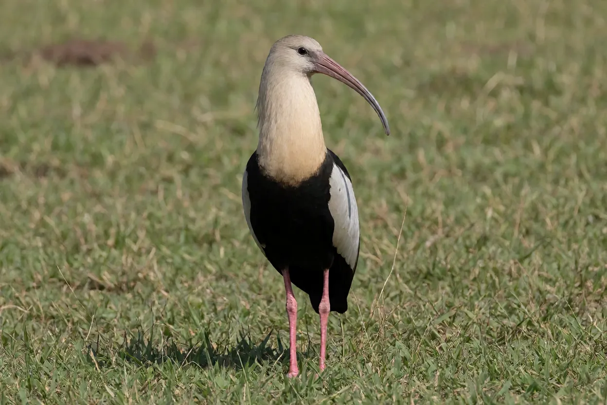 Curicaca de corpo inteiro em pé no campo com plumagem bege, cinza e preta e bico curvo